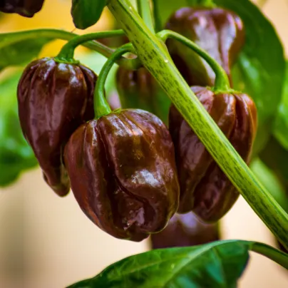 Paprika Babybell Chocolate - Capsicum annuum - osivo papriky - 8 ks