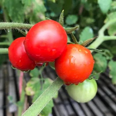 Rajče Hamlet F1 - Solanum lycopersicum - osivo rajčat - 6 ks