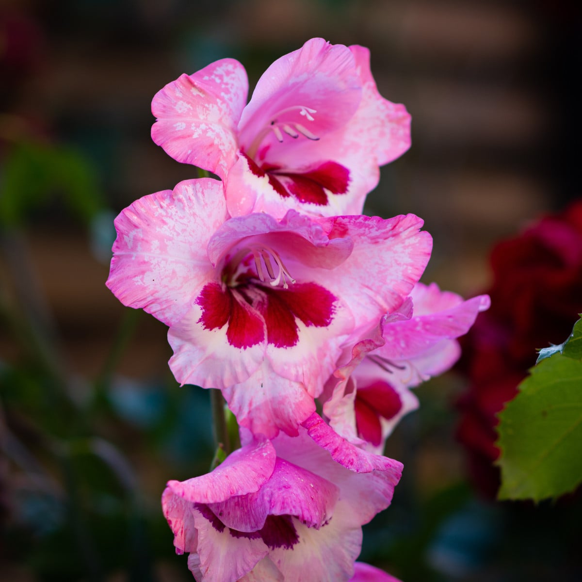 Gladiol Wine and Roses - Gladiolus - hlízy gladiol - 3 ks