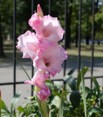 Gladiol My Love - Gladiolus - hlízy gladiol - 3 ks