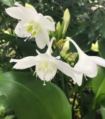 Líbenka - Eucharis - cibule líbenky - 1 ks