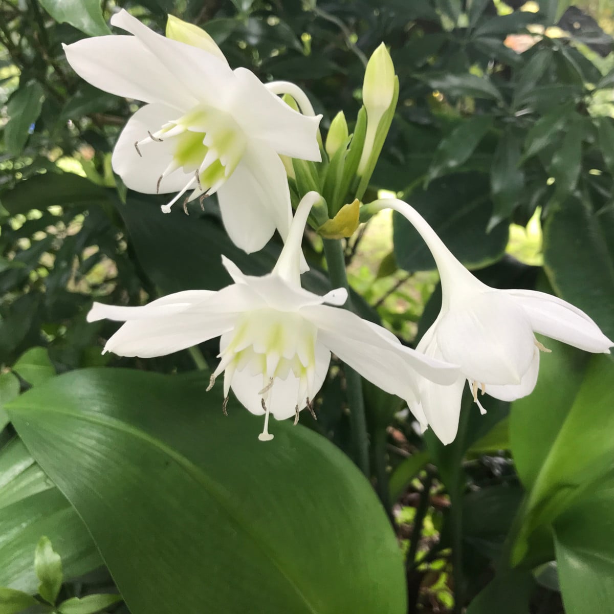 Líbenka - Eucharis - cibule líbenky - 1 ks