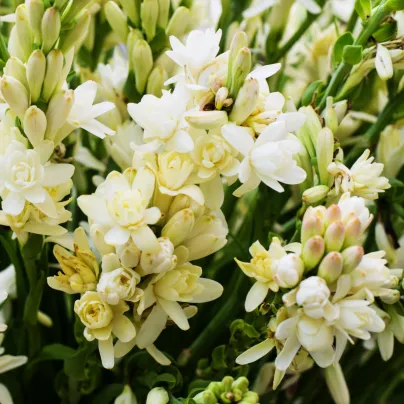 Tuberóza vonná - Polianthes tuberosa - hlízy tuberózy - 1 ks