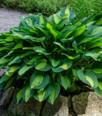 Funkie - Hosta Francess Williams - cibule hosty - 1 ks