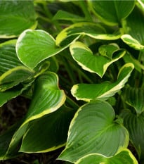 Funkie -  Hosta Aureomarginata - cibule hosty - 1 ks