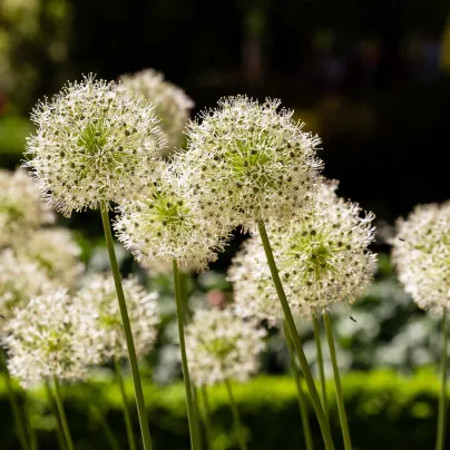 Česnek Mont Blanc - Allium - cibule česneků - 1 ks