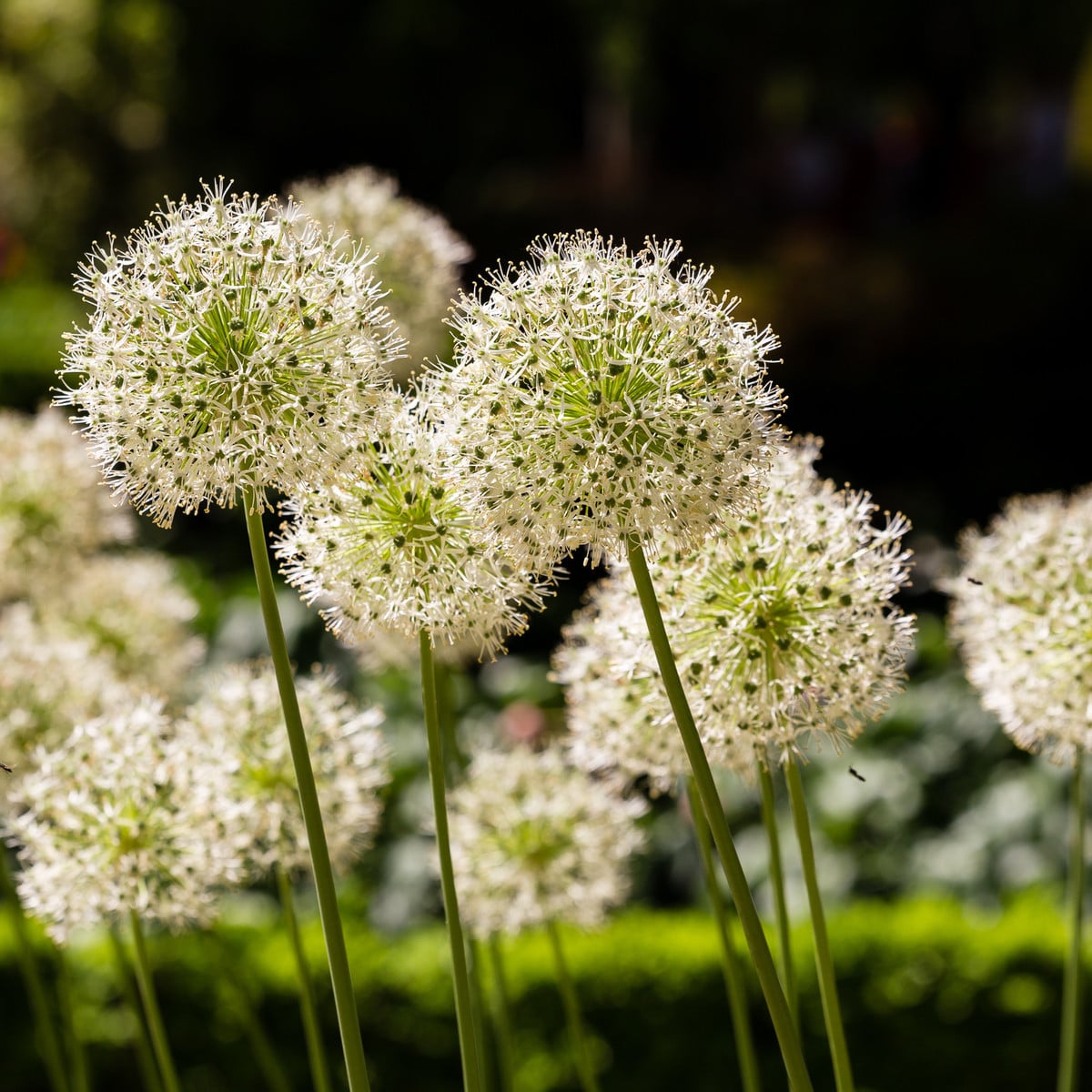Česnek Mont Blanc - Allium - cibule česneků - 1 ks