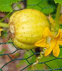 BIO Okurka Lemon - Cucumis sativus - bio osivo okurky - 8 ks