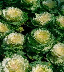 Okrasné zelí bílé Nagoya F1 - Brassica oleracea - osivo okrasného zelí - 20 ks