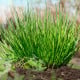 BIO Pažitka - Allium schoenoprasum L. - bio osivo pažitky - 200 ks