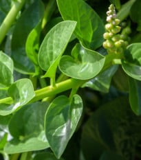 Špenát malabarský Bazela - Basella alba - osivo špenátu - 17 ks