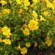 Kejklířka žlutá - Mimulus luteus - osivo kejklířky - 200 ks