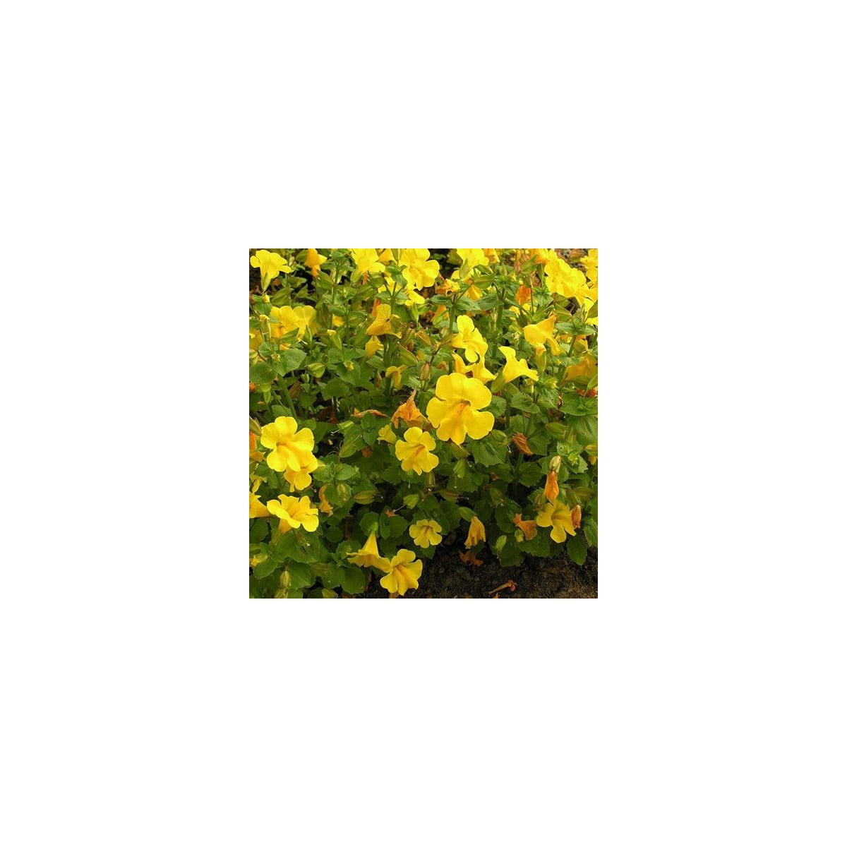 Kejklířka žlutá - Mimulus luteus - osivo kejklířky - 200 ks