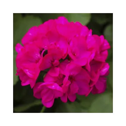 Muškát páskatý Nekita Deep Rose F1 - Pelargonium zonale - osivo muškátu - 4 ks