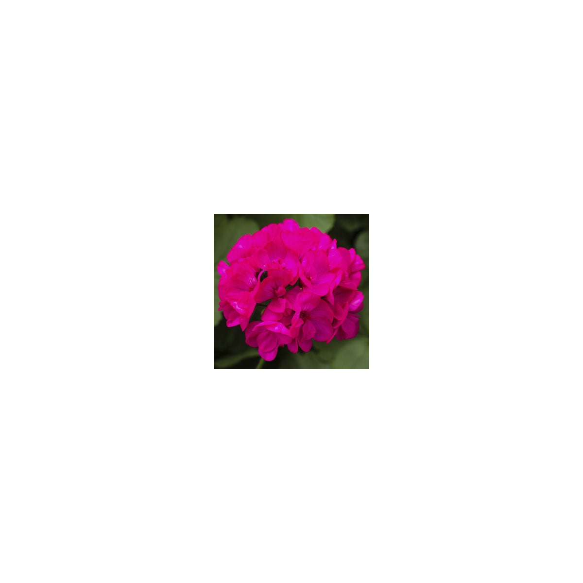 Muškát páskatý Nekita Deep Rose F1 - Pelargonium zonale - osivo muškátu - 4 ks