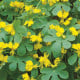 Lichořeřišnice vysoká kanárská - Tropaeolum peregrinum - osivo lichořeřišnice - 10 ks