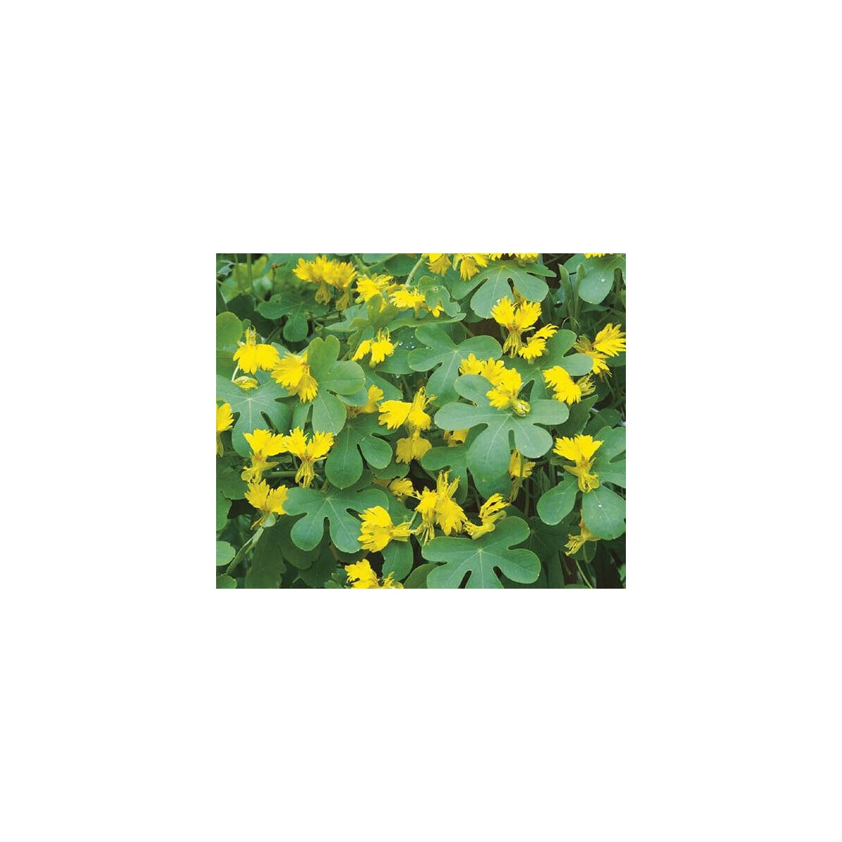 Lichořeřišnice vysoká kanárská - Tropaeolum peregrinum - osivo lichořeřišnice - 10 ks
