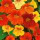 Lichořeřišnice směs barev - Tropaeolum majus naunum - osivo lichořeřišnice - 10 ks