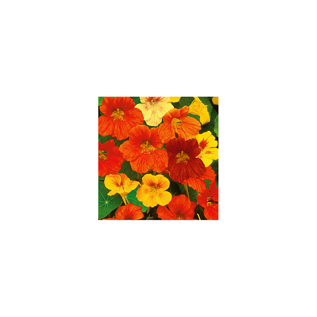 Lichořeřišnice směs barev - Tropaeolum majus naunum - osivo lichořeřišnice - 10 ks