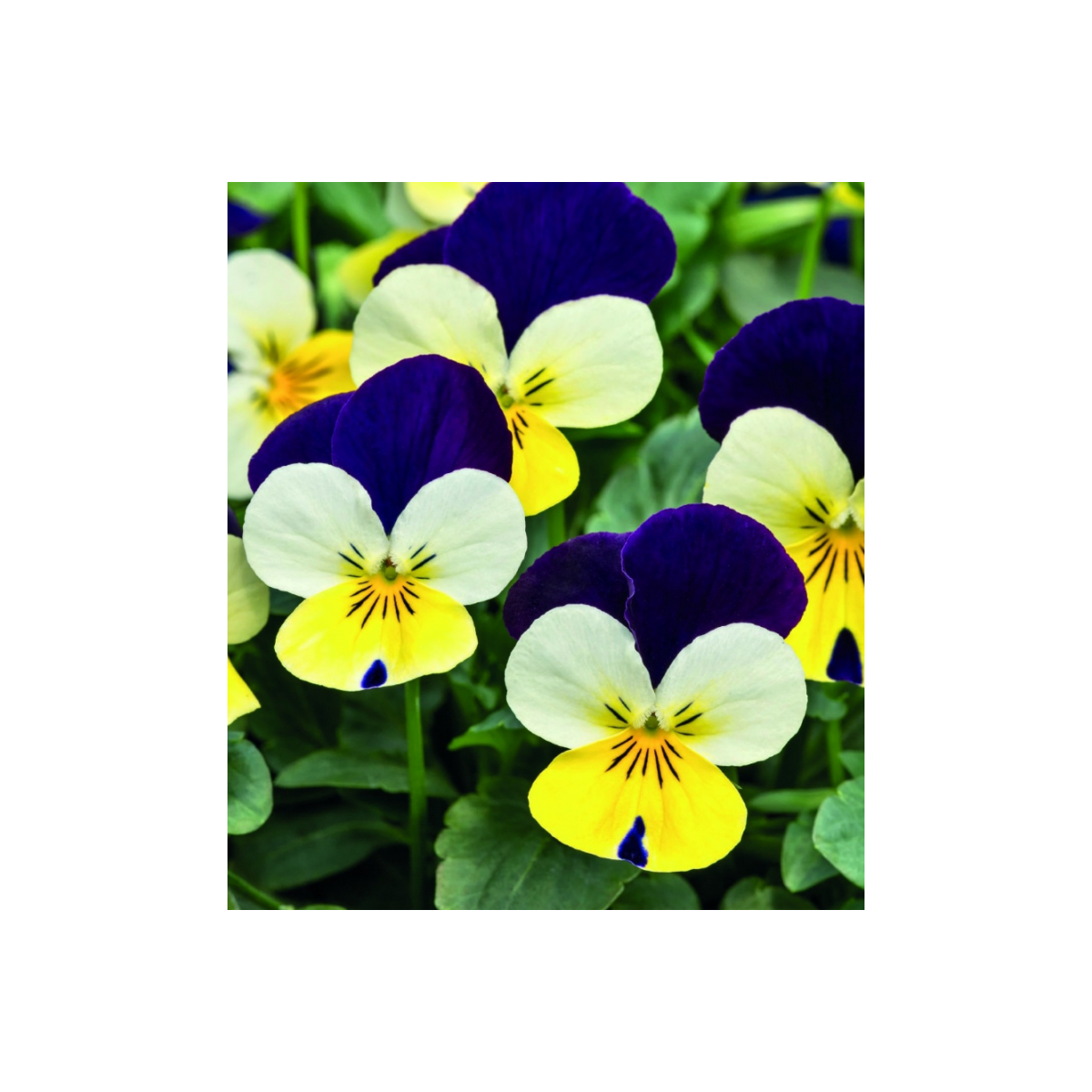 Violka rohatá Lemon Purple Wing - Viola cornuta - osivo violky - 20 ks