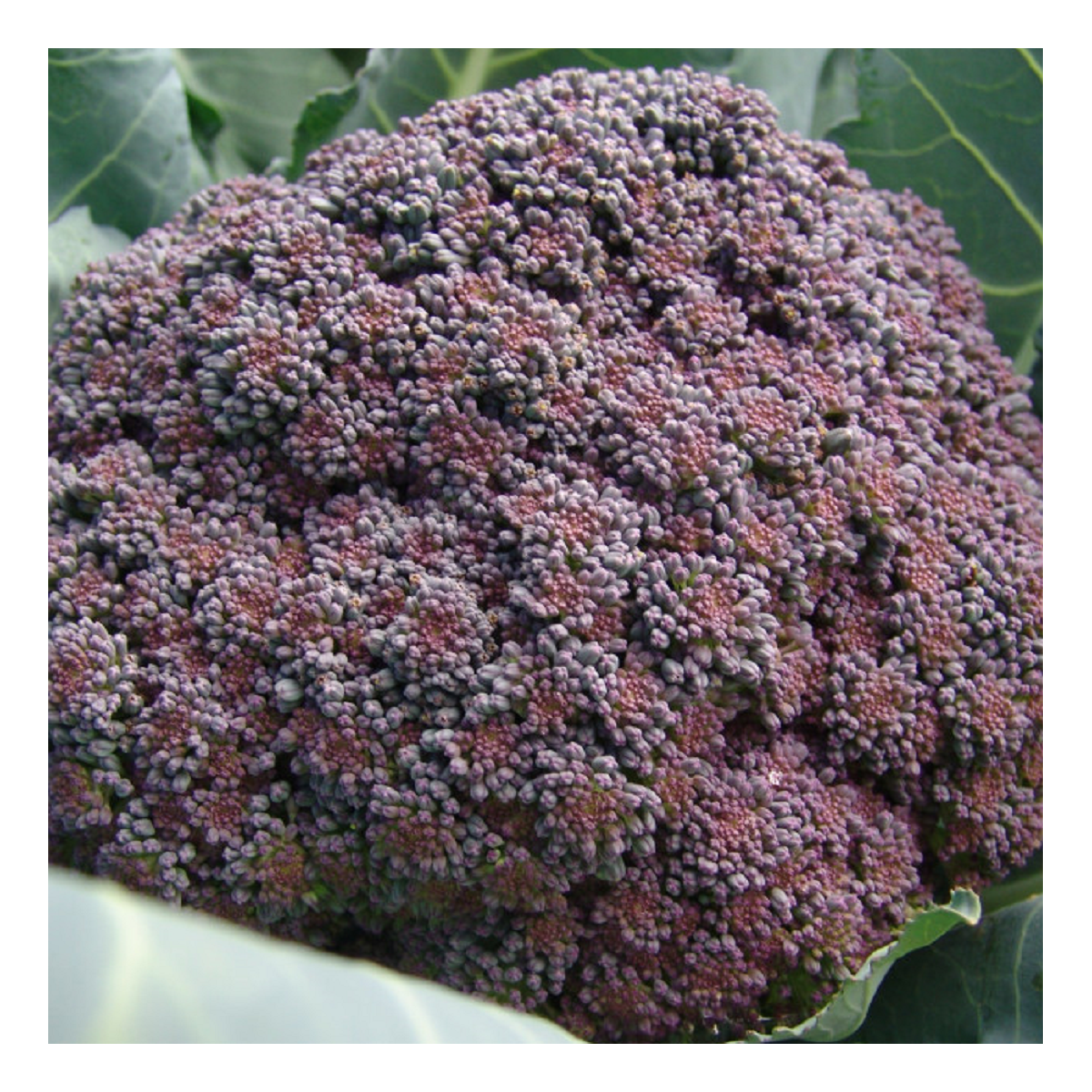 Brokolice Miranda - Brassica oleracea - osivo brokolice - 30 ks