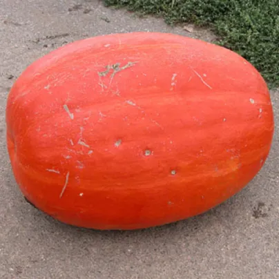 Tykev velkoplodá Goliáš - Cucurbita maxima - osivo tykve - 3 ks