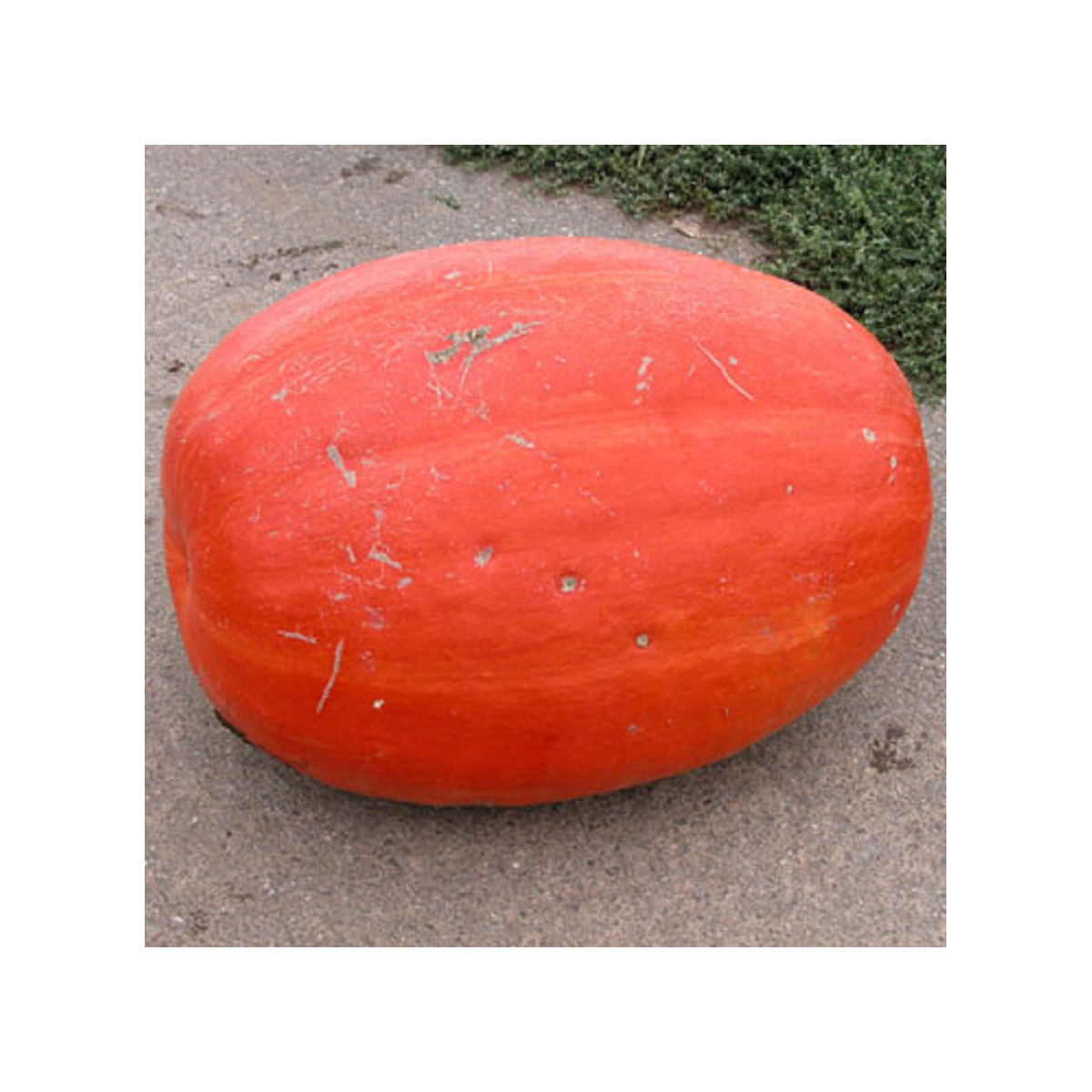 Tykev velkoplodá Goliáš - Cucurbita maxima - osivo tykve - 3 ks