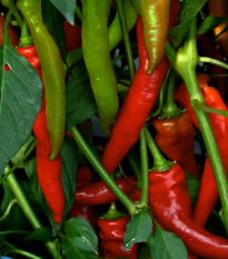 Paprika kozí/beraní roh Poseidon - Capsicum annuum - osivo papriky - 15 ks