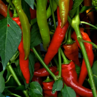Paprika kozí/beraní roh Poseidon - Capsicum annuum - osivo papriky - 15 ks