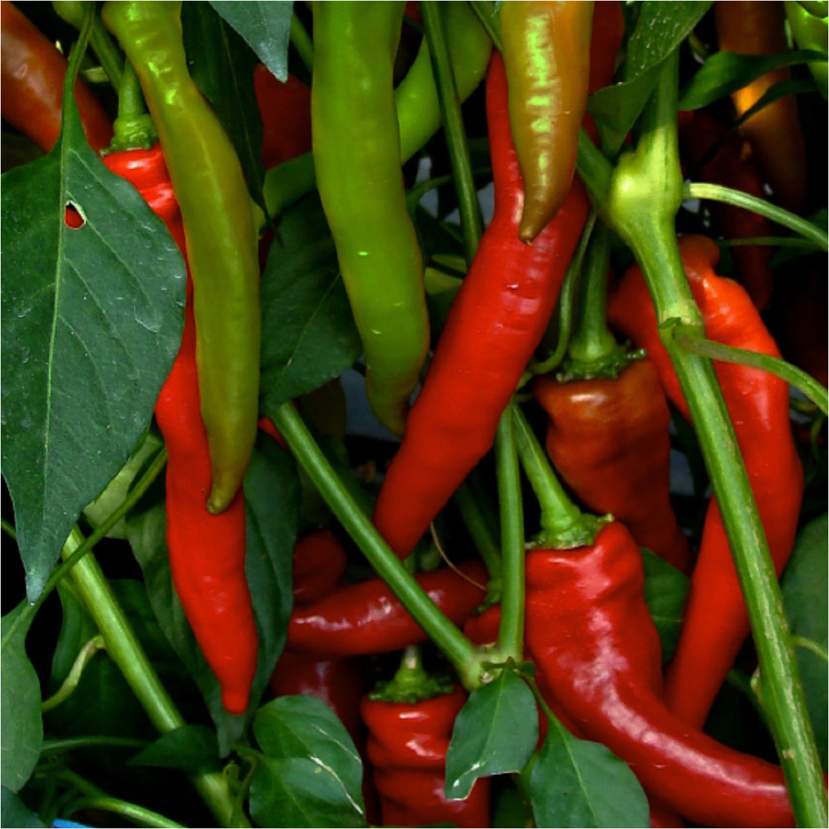 Paprika kozí/beraní roh Poseidon - Capsicum annuum - osivo papriky - 15 ks