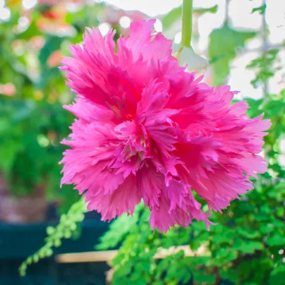 Begónie růžová třepenitá - Begonia fimbriata - hlízy begónií - 2 ks