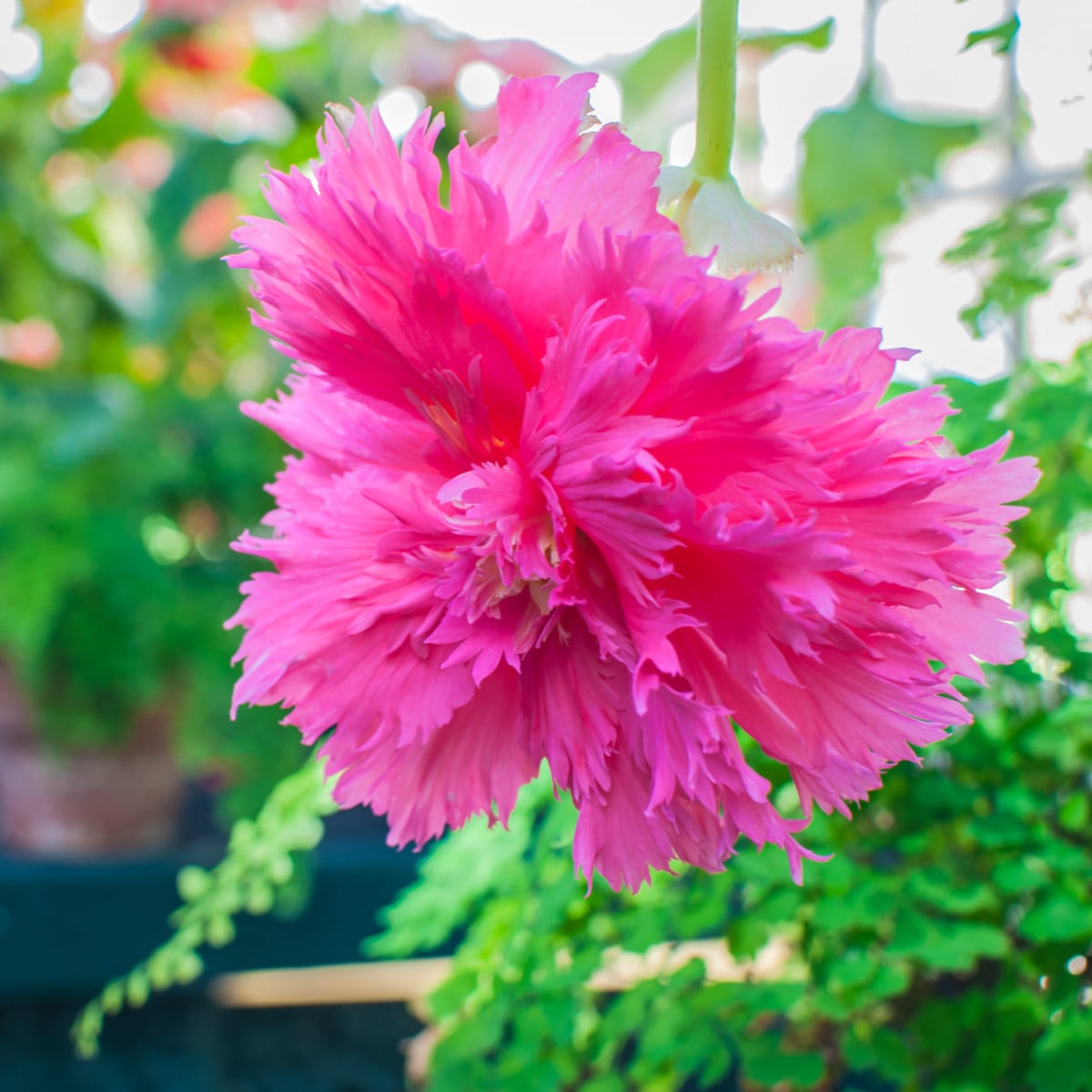 Begónie růžová třepenitá - Begonia fimbriata - hlízy begónií - 2 ks