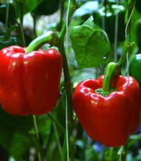 BIO Paprika Yolo Wonder - Capsicum annuum - bio osivo papriky - 20 ks