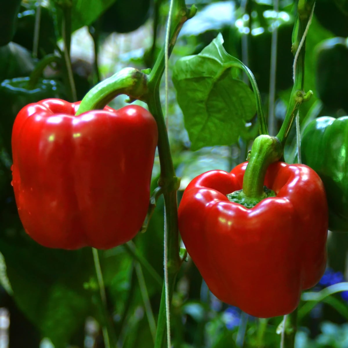 BIO Paprika Yolo Wonder - Capsicum annuum - bio osivo papriky - 20 ks