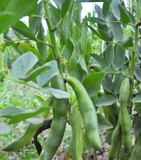 Bob Hangdown - Vicia faba - osivo bobu - 12 ks