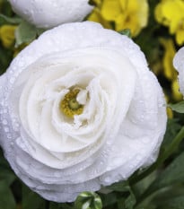 Pryskyřník bílý plnokvětý - Ranunculus asiaticus - hlízy pryskyřníků - 3 ks