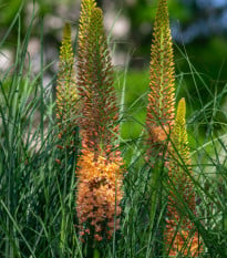 Liliochvostec Pinokkio - Eremurus - hlízy liliochvostců - 1 ks