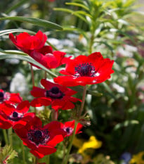 Sasanka Governor - Anemone - hlízy sasanek - 3 ks