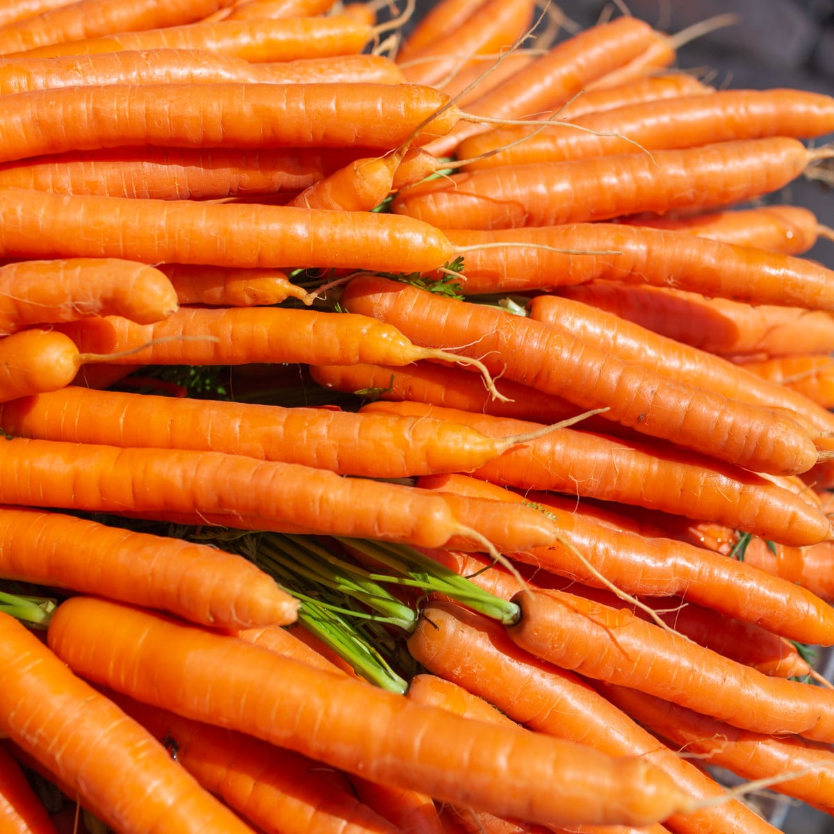 Mrkev Lange Rote Strumpfe -  Daucus carota - osivo mrkve - 900 ks