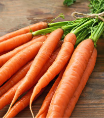 BIO Mrkev Laguna F1 - Daucus carota - bio osivo mrkve - 200 ks