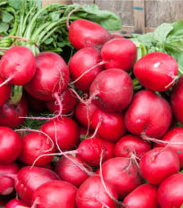 Ředkvička Riesenbutter - Máslová obří - Raphanus sativus - osivo ředkvičky - 100 ks