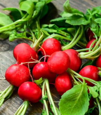 Ředkvička Topsi - Raphanus sativus - osivo ředkvičky - 100 ks