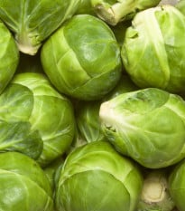 Kapusta růžičková Dolores F1 - Brassica oleracea var. gemmifera - osivo kapusty - 40 ks
