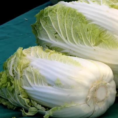 Zelí pekingské Granaat - Brassica pekinensis - osivo zelí - 200 ks