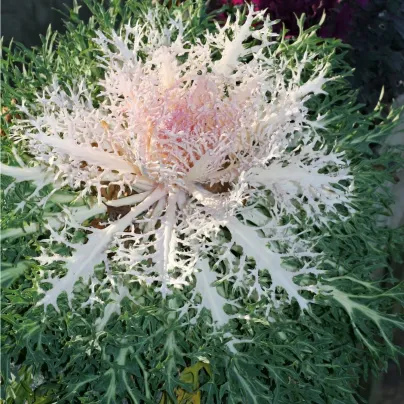 Okrasné zelí Peacock F1 - Brassica oleracea - osivo okrasného zelí - 20 ks