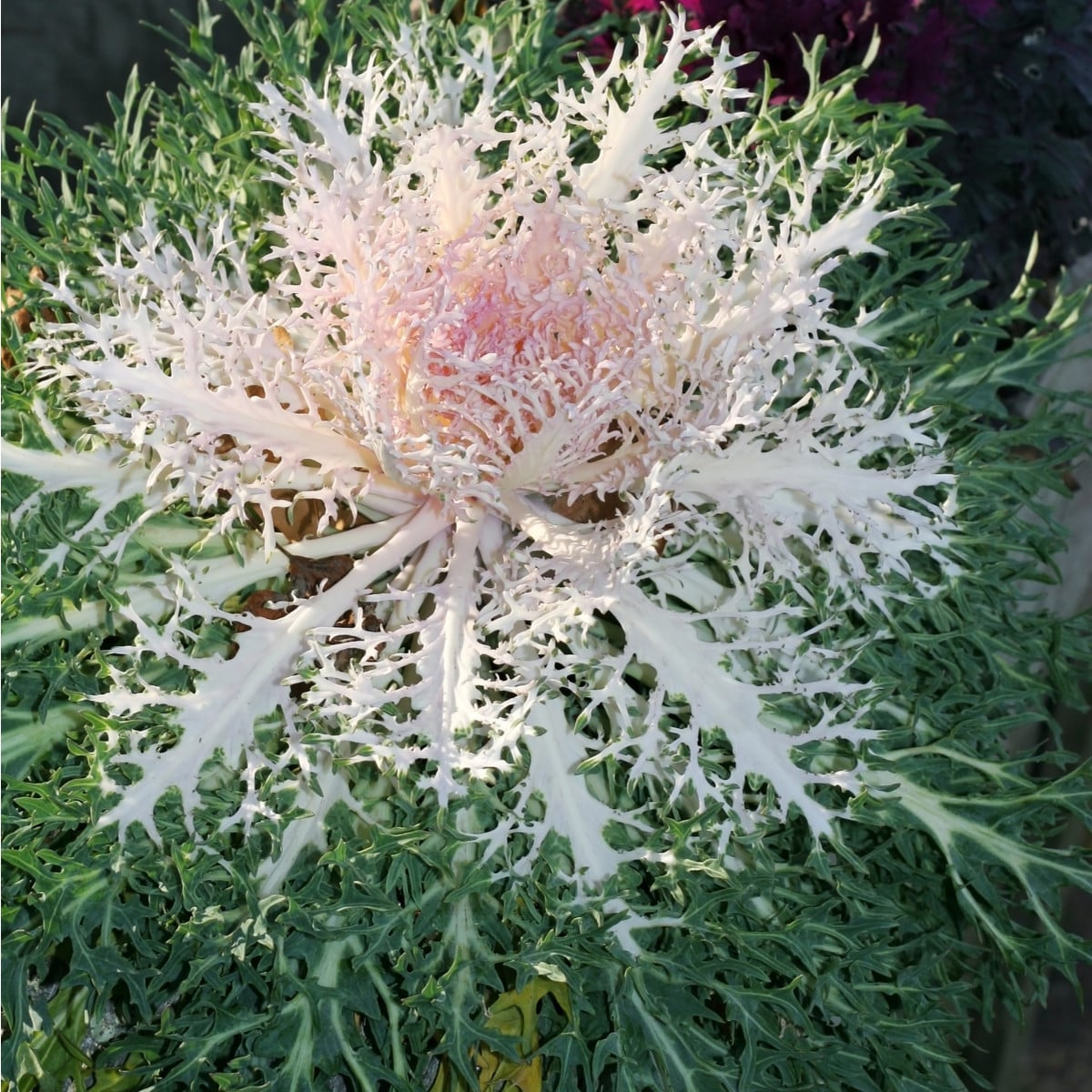 Okrasné zelí Peacock F1 - Brassica oleracea - osivo okrasného zelí - 20 ks