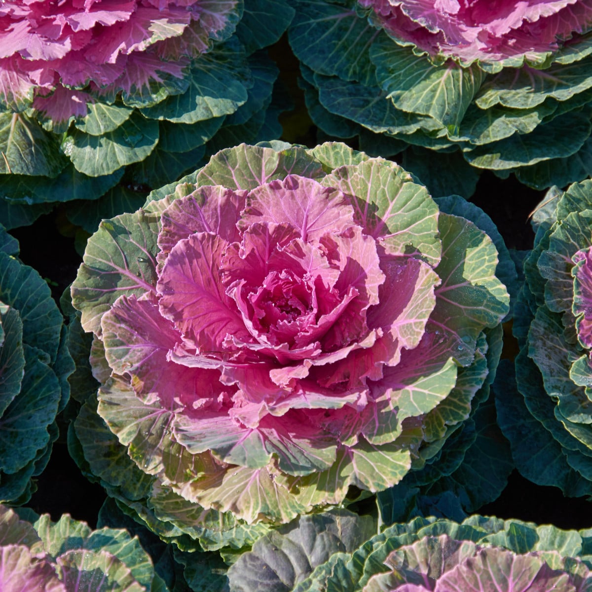 Okrasné zelí Pigeon Victoria F1 - Brassica oleracea - osivo okrasného zelí - 20 ks