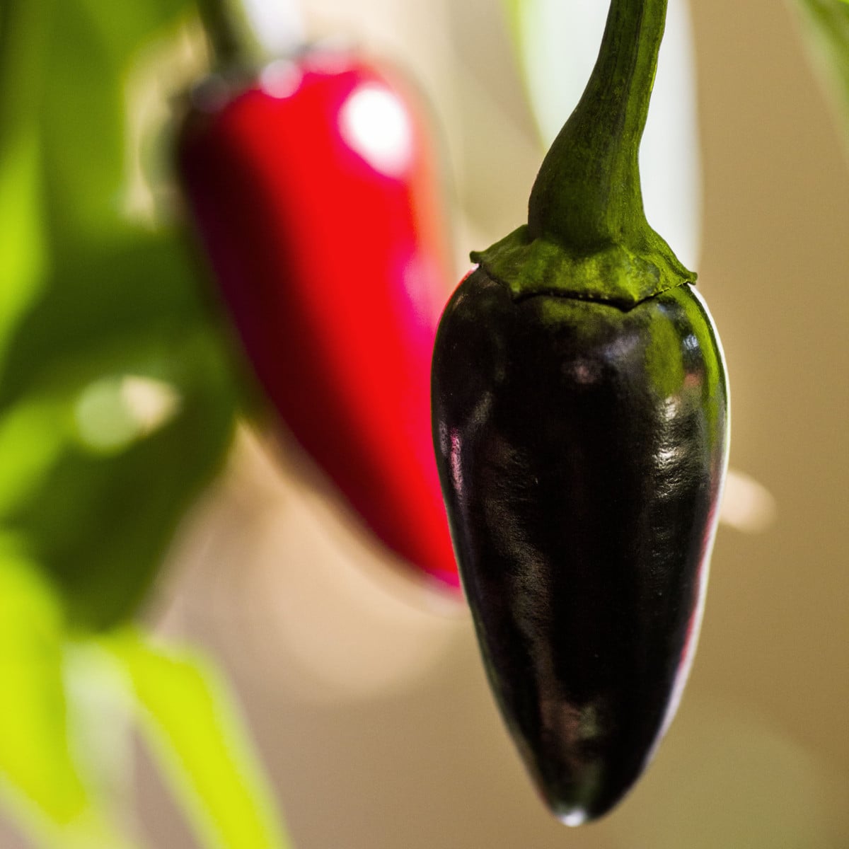 Chilli Black Hungarian - Capsicum annuum - osivo chilli - 6 ks