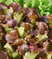 Salát trhací americký hnědý - Lactuca sativa - osivo salátu - 450 ks