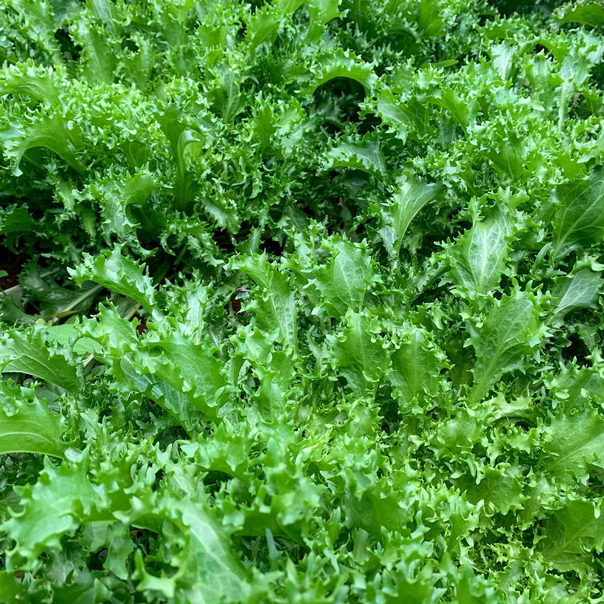 Salát Batavia - Lactuca Sativa - osivo salátu - 800 ks